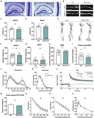 Lack of APLP1 leads to subtle alterations in neuronal morphology but does not affect learning and memory